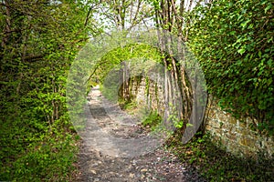 Underwood footpath in lush vegetation