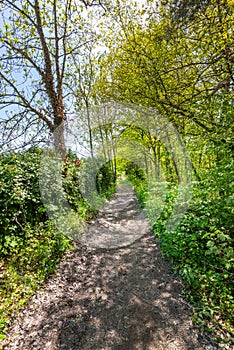 Underwood footpath in lush vegetation