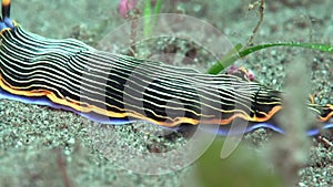 Undescribed armina Armina sp. on the sand in Zulu sea Dumaguete