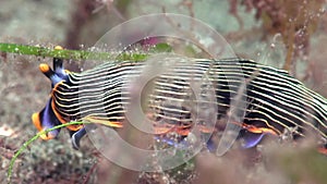 Undescribed armina Armina sp. on the sand in Zulu sea Dumaguete