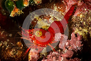 undescribed red hinge-beak shrimp arthropoda