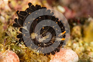 undescribed sea slug nudibranch arminid