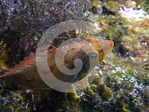 An Undescribed Wrasse Pteragogus sp