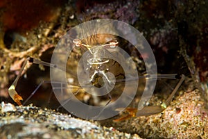 undetermined commensal shrimp photo