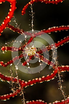 undetermined decorator crab in a red gorgonian