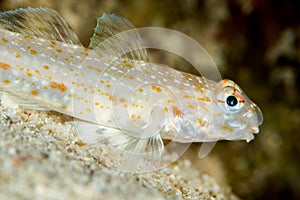 undetermined goby fish