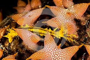 undetermined orange sea cucumber