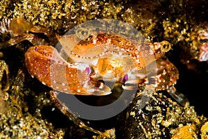 undetermined swimming crab