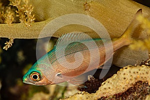 undetermined young juvenile coral bream