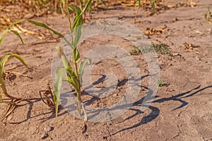 Undeveloped corn crops affected by lack of water and drought