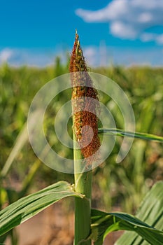 Undeveloped corn crops affected by lack of water and drought