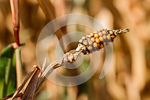 Undeveloped damaged ear of corn on the cob in field