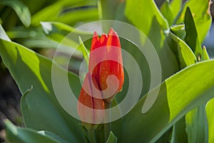 Undisclosed bud of a miniature red tulip. photo