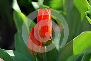 Undisclosed bud of a miniature red tulip. photo