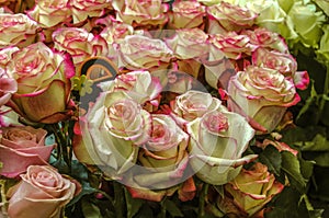 Undisclosed buds of large gorgeous white roses with petals covered on the edge of a pink border photo