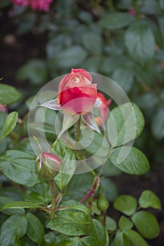 Undiscovered bud of gentle pink rose