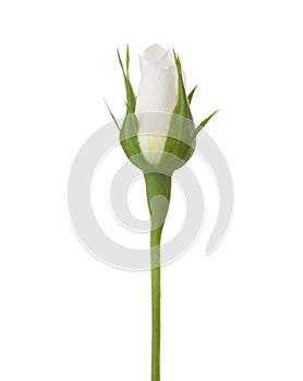 Undiscovered rosebud of white rose isolated on white background photo