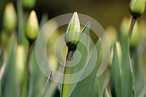 Undiscovered tulips photo