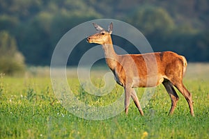 Undisturbed curious red deer hind looking away in nature in summer at sunset