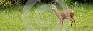 Undisturbed roe deer doe standing on a green meadow in summer nature