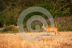 Undisturbed roe deer grazing through dry stubble in summer