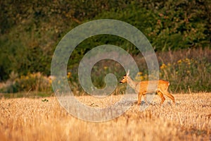 Undisturbed roe deer grazing through dry stubble in summer photo