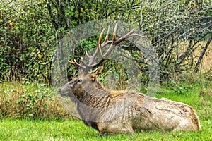 Dominant Bull Roosevelt Elk. Undisturbed in Rain photo