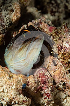 undocumented jawfish fish