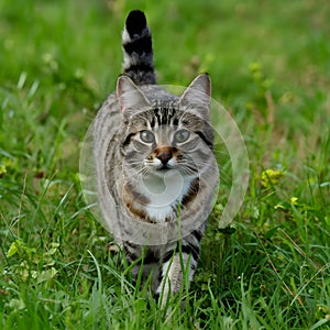 Undomesticated cat roams grassy wilderness, embodying natural beauty and freedom