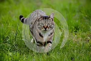 Undomesticated cat roams grassy wilderness, embodying natural beauty and freedom