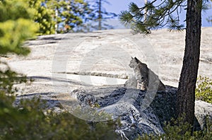 Undomesticated Cat sitting on a rock