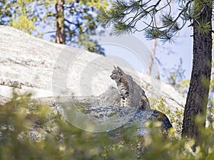 Undomesticated Cat sitting on a rock