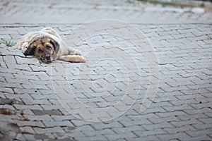 Undomesticated dog relaxing on a street