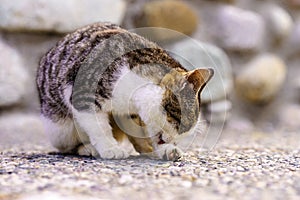 Undomesticated white and grey cat