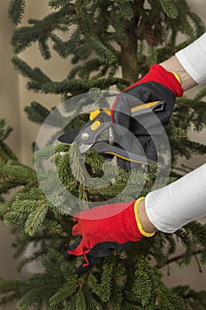 Undressing the Christmas tree after Christmas. Female hands in protective gloves cut the branches of the Christmas tree with pruni