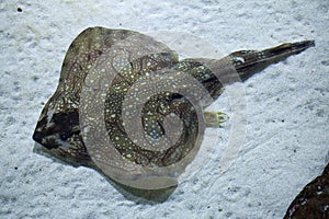 Undulate ray (Raja undulata).