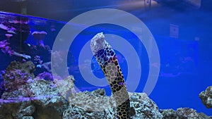 Undulate or tesselate moray eel in aquarium, pale with dark spots, Gymnothorax favagineus