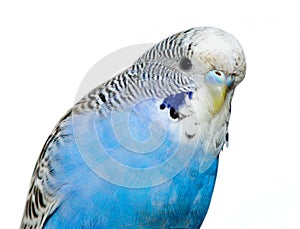 Undulated grass parrakeet