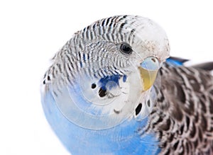 Undulated grass parrakeet