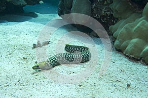 Undulated Moray Eel photo