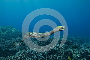 Undulated Moray Eel