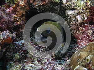 An Undulated Moray Eel Gymnothorax undulatus