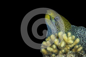 Undulated moray eel in the Red sea - black background