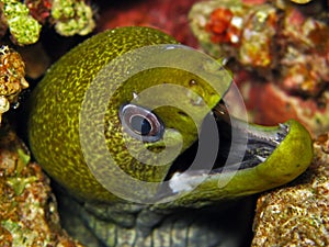 Undulated Moray - Gymnothorax undulatus