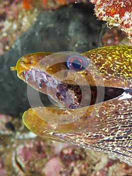 Undulated moray photo