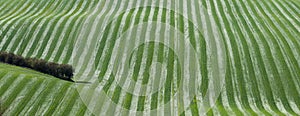 Undulating striped grass field taken from above