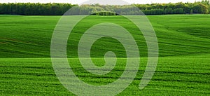 Undulating wheat field