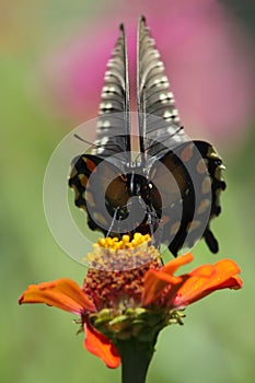 'Undulation' (Pipevine Swallowtail)