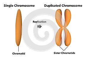 Unduplicated and Duplicated Chromosomes isolated