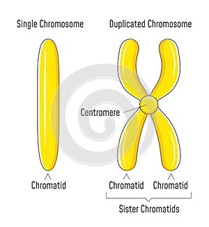 Unduplicated and Duplicated Chromosomes. Sister Chromatids. photo
